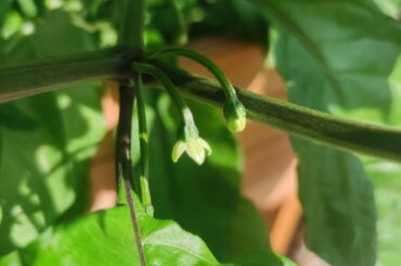 Carolina reapers