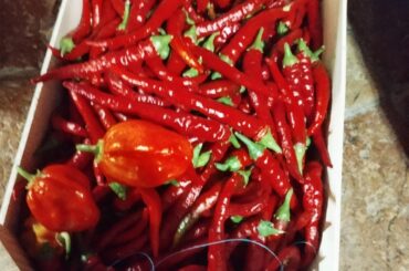 Cayenne and hahanero harvest