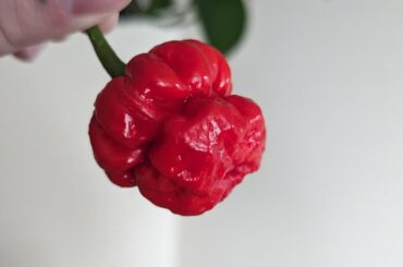 Can anyone identify?