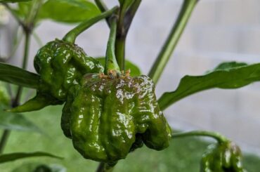 Are those carolina reapers ?
