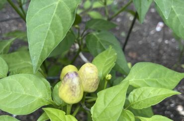 What is this pepper