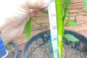 My crazy Chile de arbol got cross-pollinated last year from a reaper or habanero. You call it: monstrosity
