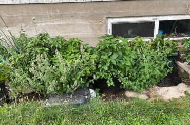 When you follow the advice of other pepper heads, she grows!