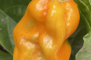 Pepper identification