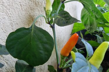 Weird pepper from the market