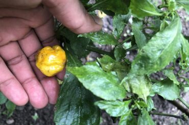 Can someone identify these peppers?