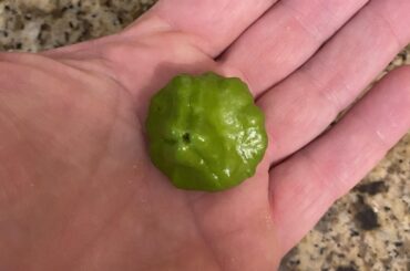 I must have had random seeds.