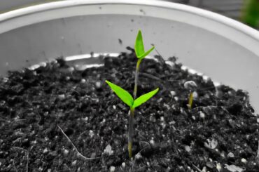 Scotch Bonnet X Bell Pepper