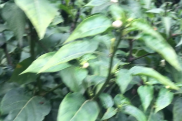 Visual tour of my pepper garden so far! Some plants are getting taller than me(6ft+)