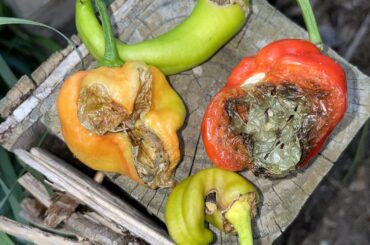 What’s going on with my peppers?