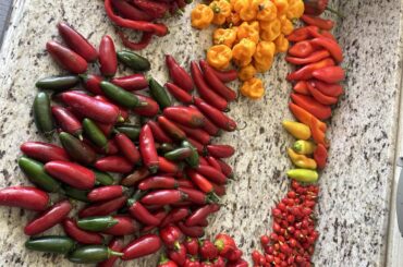 Old Pepper Lady