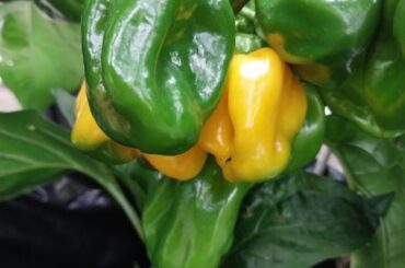 Pepper ID