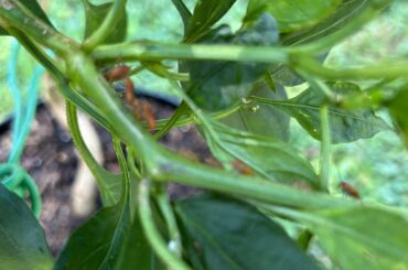 Bugs and Discoloration