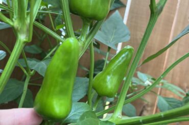 Pepper identification