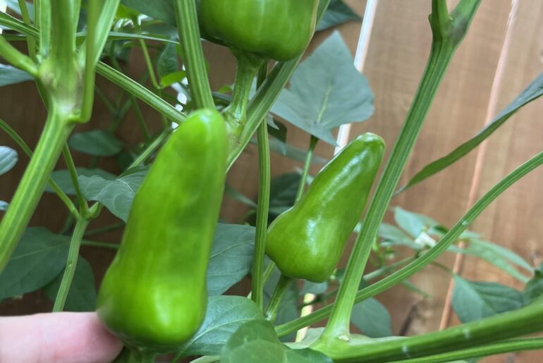 White spots on pepper plants in my greenhouse Chili Chili