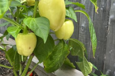 Anyone know what type of peppers these are?