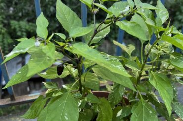 Mutated pepper