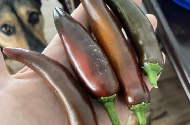 Any idea what these could be. Supposed to be “jalepeno gigantico”