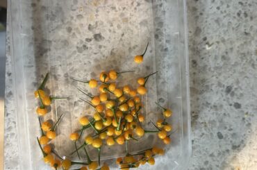Aji charapita first fruiting plant full flush.