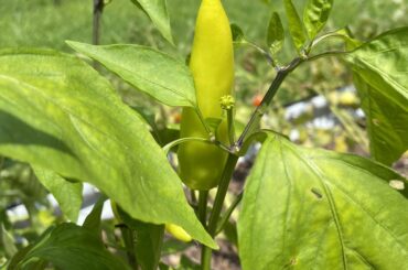 What type of peppers?