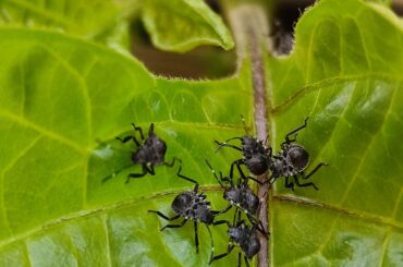 Big black spider like bugs on one of my habaneros