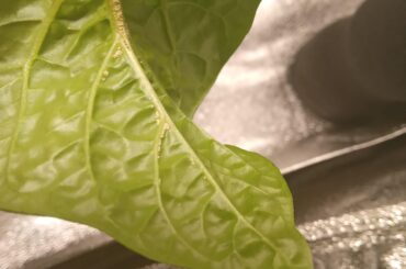 What is this under the leaf