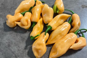 Identify that pepper!