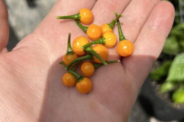 Grew an aji charapita. Now need suggestions what to do with it. Looks like ill get hundreds