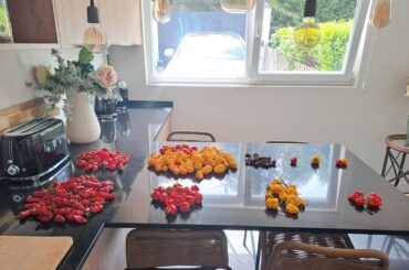 Today's harvest