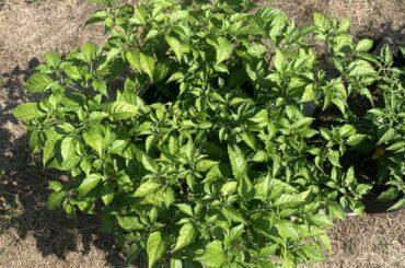 Ghost pepper just keeps growing!