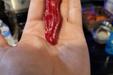Coworker gifted this unknown pepper. They said it's edible and sweet. I haven't been able to find out what it is called. Any ideas?