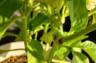 White bell pepper