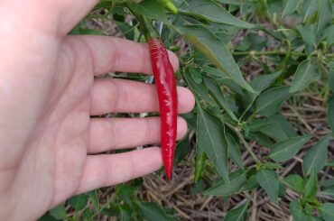 Any idea what kinda pepper this is?