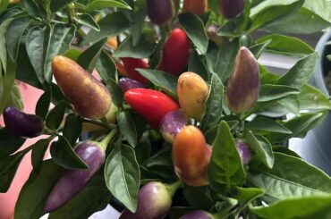 Information about my new pepper plants