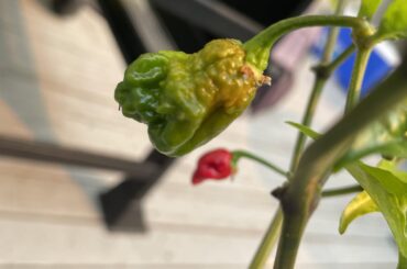 I need help (first time growing peppers)
