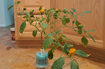 How common is it for Scotch bonnet to grow upside down?