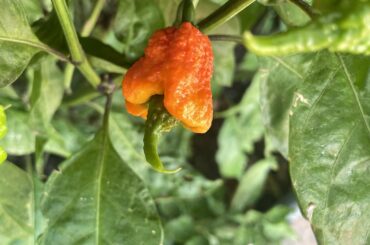 Morgua Scorpion ripening