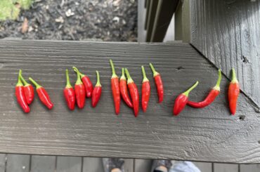 My Third harvest, I didn’t take a pic of the second.