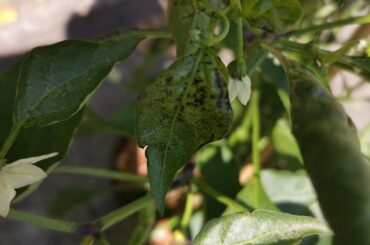 Black spots?