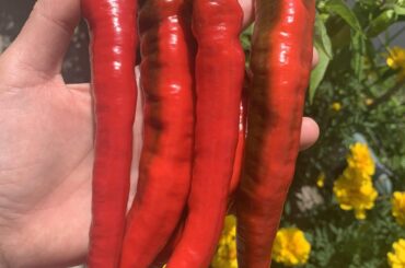 Porch harvest