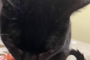 My cat is super stoked the beefy crunch is back