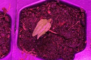 Anyone had this happen with seedlings before?