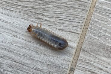 Root eater?