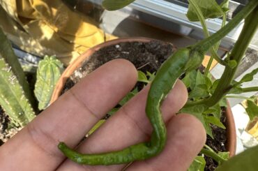 Bought “thai chilis” but I do not think that is what I got. Any ideas?