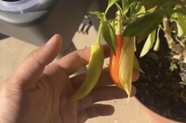 Help identifying pepper type