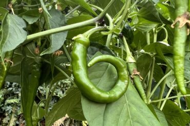 I’ve got a long red narrow cayenne that has several peppers that are complete circles. Is that a sign that something is up with the plant? Or just neat?