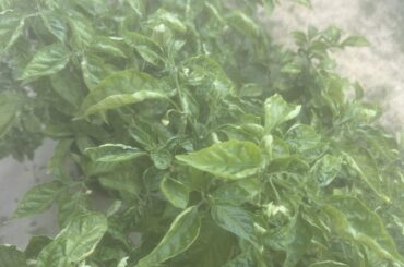 Is this from the heat? Over/underwatering? Deficiency?