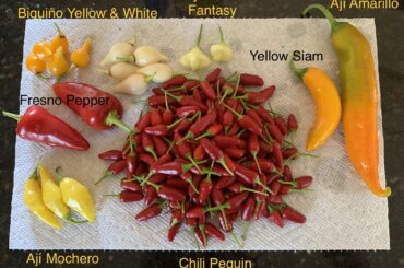 Today’s Harvest