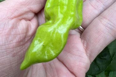 Help! My peppers have blackheads?!