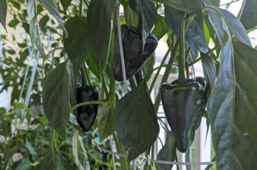 Help me ID these peppers.